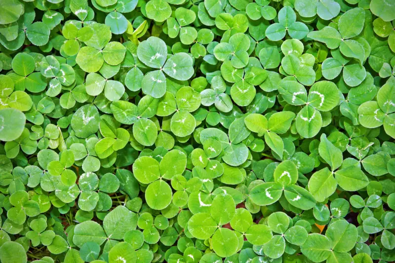 Who was saint patrick article header