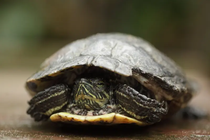 Who created god article header