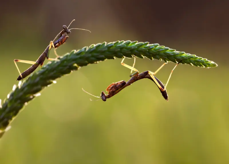 Is allah god article header