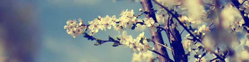 What the bible says about spiritual growth whitepaper header