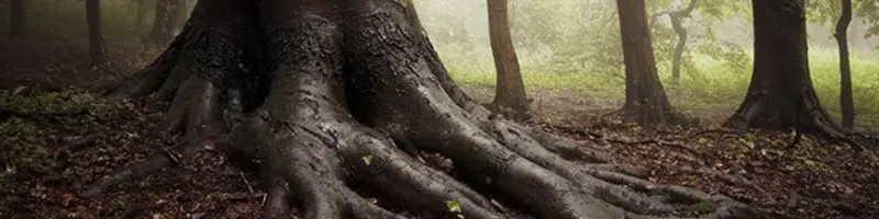 Is the bible reliable whitepaper header