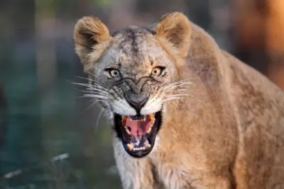 Is It OK to Be Mad at God?