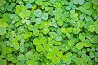 Who was saint patrick article header