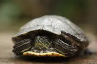 Who created god article header