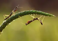 Is allah god article header