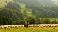 Eng WW shepherd