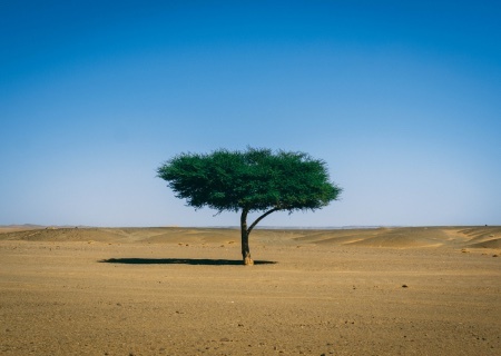 A lonely tree